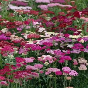 Summer Pastels Yarrow Seeds - 50 Achillea Millefolium Seeds for Garden - Image 5