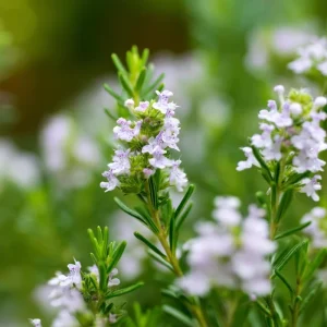 Summer Savory Herb Seeds - 200 Heirloom Culinary Satureja Hortensis Seeds for Outdoor Gardening - Image 3