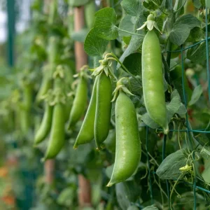 Super Sugar Snap Pea Seeds - High-Yield Climbing Climbing Variety, 20 Seeds - Image 1