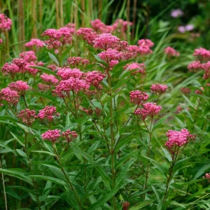Swamp Milkweed Seeds - 50 Count Native Pollinator Plant for Gardens - Image 3