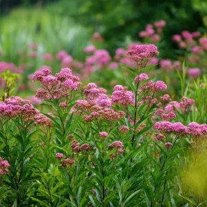 Swamp Milkweed Seeds - 50 Count Native Pollinator Plant for Gardens - Image 5