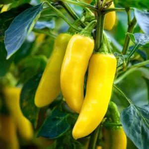Sweet Banana Pepper Seeds - 25 Heirloom Vegetable Seeds for Gardens - Image 2