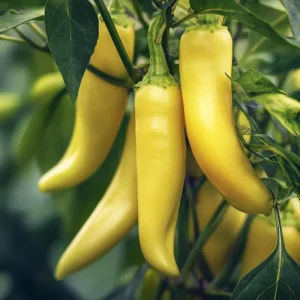 Sweet Banana Pepper Seeds - 25 Heirloom Vegetable Seeds for Gardens - Image 4
