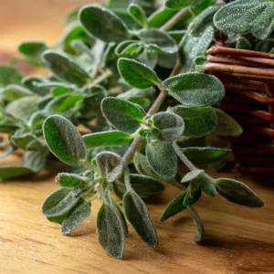 Sweet Marjoram Seeds - Origanum majorana Heirloom Culinary Herb - 150 Seeds - Image 2
