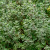 Sweet Marjoram Seeds - Origanum majorana Heirloom Culinary Herb - 150 Seeds - Image 1
