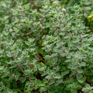Sweet Marjoram Seeds - Origanum majorana Heirloom Culinary Herb - 150 Seeds - Image 1