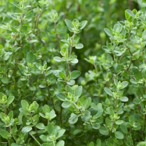 Sweet Marjoram Seeds - Origanum majorana Heirloom Culinary Herb - 150 Seeds - Image 4