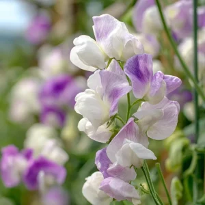 Sweet Pea Seeds – High Scent Fragrant Climbing Blooms – 20 Seeds – Vibrant Colors, Pollinator Friendly, Outdoor - Image 2