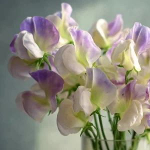 Sweet Pea Seeds – High Scent Fragrant Climbing Blooms – 20 Seeds – Vibrant Colors, Pollinator Friendly, Outdoor - Image 3