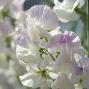Sweet Pea Seeds – High Scent Fragrant Climbing Blooms – 20 Seeds – Vibrant Colors, Pollinator Friendly, Outdoor - Image 4