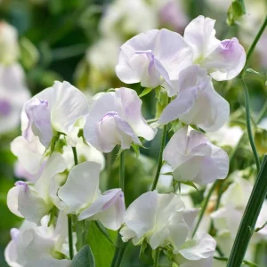 Sweet Pea Seeds – High Scent Fragrant Climbing Blooms – 20 Seeds – Vibrant Colors, Pollinator Friendly, Outdoor - Image 5