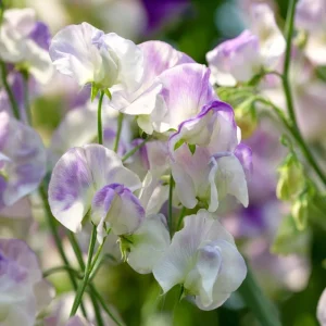 Sweet Pea Seeds – High Scent Fragrant Climbing Blooms – 20 Seeds – Vibrant Colors, Pollinator Friendly, Outdoor - Image 6