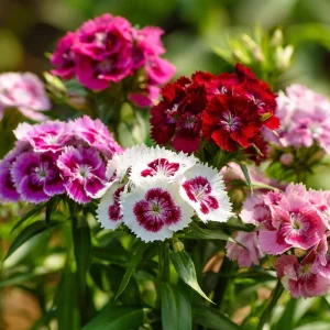 Sweet William Seeds Mix – Dianthus barbatus 250 Seeds| Vibrant Cottage Garden Blooms | Pollinator-Friendly - Image 2