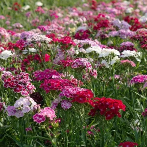 Sweet William Seeds Mix – Dianthus barbatus 250 Seeds| Vibrant Cottage Garden Blooms | Pollinator-Friendly - Image 3