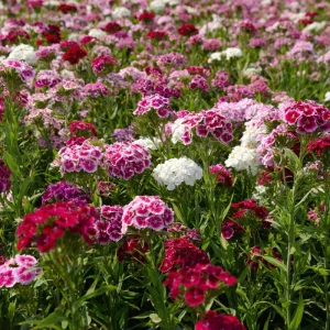 Sweet William Seeds Mix – Dianthus barbatus 250 Seeds| Vibrant Cottage Garden Blooms | Pollinator-Friendly - Image 5