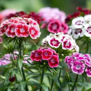 Sweet William Seeds Mix – Dianthus barbatus 250 Seeds| Vibrant Cottage Garden Blooms | Pollinator-Friendly - Image 6