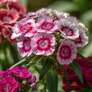 Sweet William Seeds Mix – Dianthus barbatus 250 Seeds| Vibrant Cottage Garden Blooms | Pollinator-Friendly - Image 7