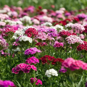 Sweet William Seeds Mix – Dianthus barbatus 250 Seeds| Vibrant Cottage Garden Blooms | Pollinator-Friendly - Image 1