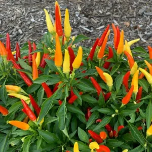 Tabasco Pepper Live Plant - 2 Plants per Pot, 4 Inch Tall, Outdoor Spicy Chili - Image 1
