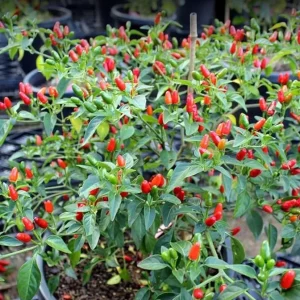 Tabasco Pepper Live Plant - 2 Plants per Pot, 4 Inch Tall, Outdoor Spicy Chili - Image 2
