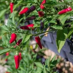 Tabasco Pepper Live Plant - 2 Plants per Pot, 4 Inch Tall, Outdoor Spicy Chili - Image 3