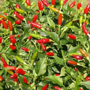 Tabasco Pepper Live Plant - 2 Plants per Pot, 4 Inch Tall, Outdoor Spicy Chili - Image 4