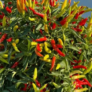 Tabasco Pepper Live Plant - 2 Plants per Pot, 4 Inch Tall, Outdoor Spicy Chili - Image 5