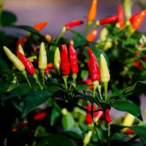Tabasco Pepper Live Plant - 2 Plants per Pot, 4 Inch Tall, Outdoor Spicy Chili - Image 6