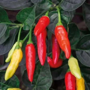 Tabasco Pepper Live Plant - 2 Plants per Pot, 4 Inch Tall, Outdoor Spicy Chili - Image 7