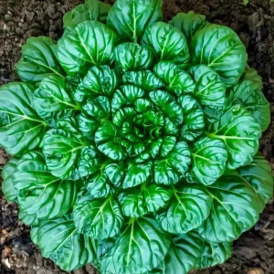 Tatsoi Rosette Pak Choi Cabbage Seeds - 100 Count, Fast-Growing Asian Green - Image 2