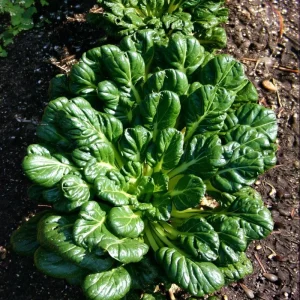 Tatsoi Rosette Pak Choi Cabbage Seeds - 100 Count, Fast-Growing Asian Green - Image 3