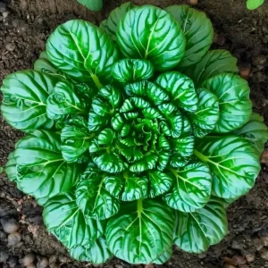 Tatsoi Rosette Pak Choi Cabbage Seeds - 100 Count, Fast-Growing Asian Green - Image 4