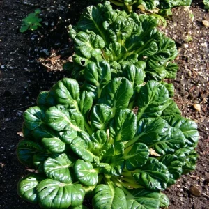 Tatsoi Rosette Pak Choi Cabbage Seeds - 100 Count, Fast-Growing Asian Green - Image 1