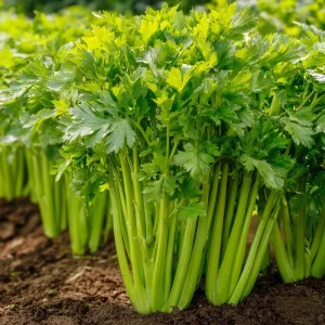Tendercrisp Celery Seeds – 300 Count – Heirloom Easy-to-Grow Vegetable Seeds - Image 3