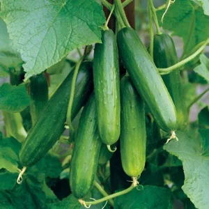 Tendergreen Burpless Cucumber Seeds - 50 Seeds, Heirloom, Easy-to-Grow, Outdoor Vegetable - Image 2