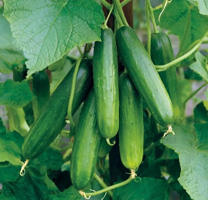 Tendergreen Burpless Cucumber Seeds - 50 Seeds, Heirloom, Easy-to-Grow, Outdoor Vegetable - Image 2