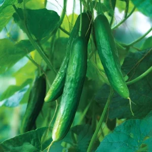 Tendergreen Burpless Cucumber Seeds - 50 Seeds, Heirloom, Easy-to-Grow, Outdoor Vegetable - Image 4