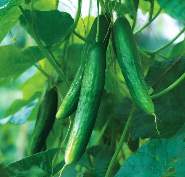 Tendergreen Burpless Cucumber Seeds - 50 Seeds, Heirloom, Easy-to-Grow, Outdoor Vegetable - Image 4