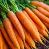 Tendersweet Carrot Seeds - 150 Seeds - Sweet, Coreless, Heirloom for Juicing & Cooking - Image 1