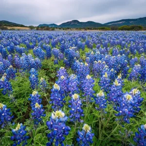 Texas Bluebonnet Seeds - Lupinus texensis Wildflower Seeds, 50 Seeds Packet, Outdoor - Image 2