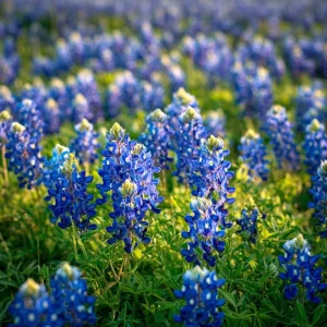 Texas Bluebonnet Seeds - Lupinus texensis Wildflower Seeds, 50 Seeds Packet, Outdoor - Image 3