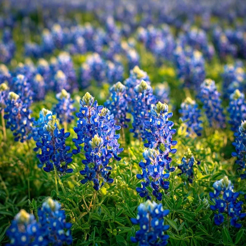 Texas Bluebonnet Seeds - Lupinus texensis Wildflower Seeds, 50 Seeds Packet, Outdoor - Image 3