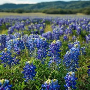 Texas Bluebonnet Seeds - Lupinus texensis Wildflower Seeds, 50 Seeds Packet, Outdoor - Image 4