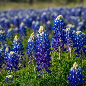 Texas Bluebonnet Seeds - Lupinus texensis Wildflower Seeds, 50 Seeds Packet, Outdoor - Image 5