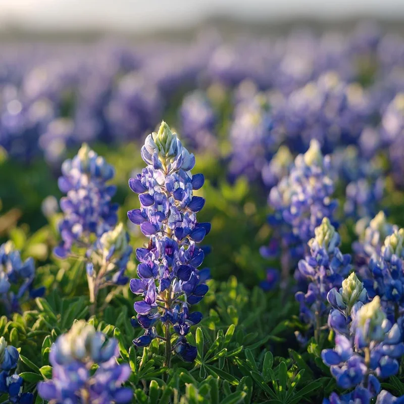 Texas Bluebonnet Seeds - Lupinus texensis Wildflower Seeds, 50 Seeds Packet, Outdoor - Image 1