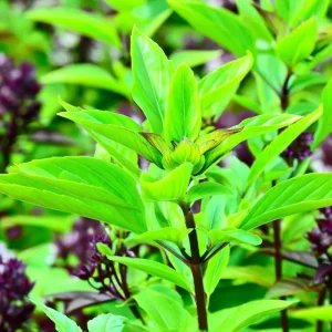 Thai Basil Seeds - 250 Heirloom Culinary Herb Seeds for Garden & Pots - Image 3