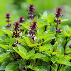Thai Basil Seeds - 250 Heirloom Culinary Herb Seeds for Garden & Pots - Image 5