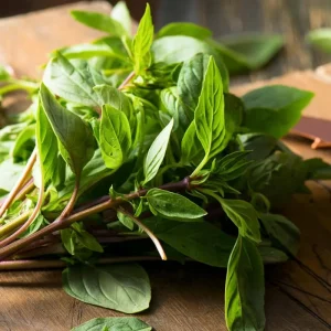 Thai Basil Seeds - 250 Heirloom Culinary Herb Seeds for Garden & Pots - Image 1