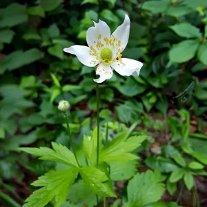 Thimbleweed Seeds – 50 Heirloom Anemone cylindrica – Pollinator Friendly Wildflower - Image 2