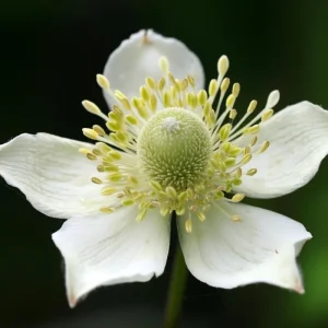 Thimbleweed Seeds – 50 Heirloom Anemone cylindrica – Pollinator Friendly Wildflower - Image 3